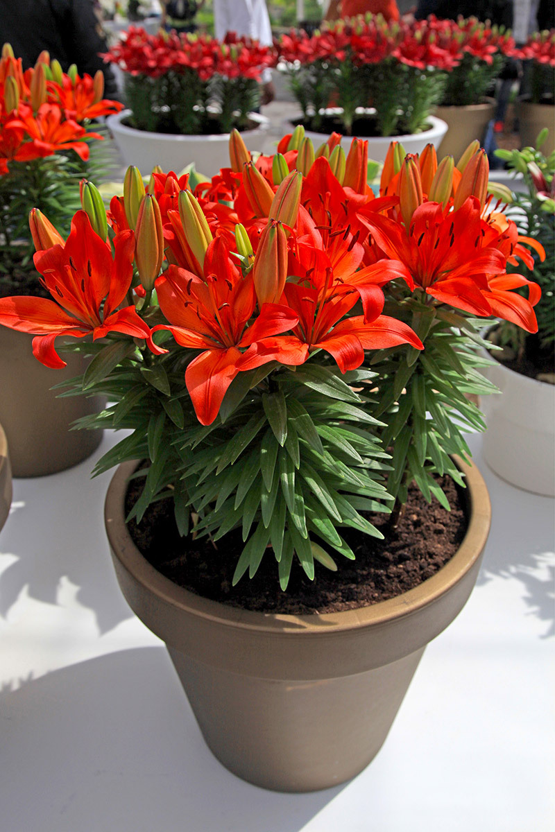 flowers flowers  / fragrant flowers