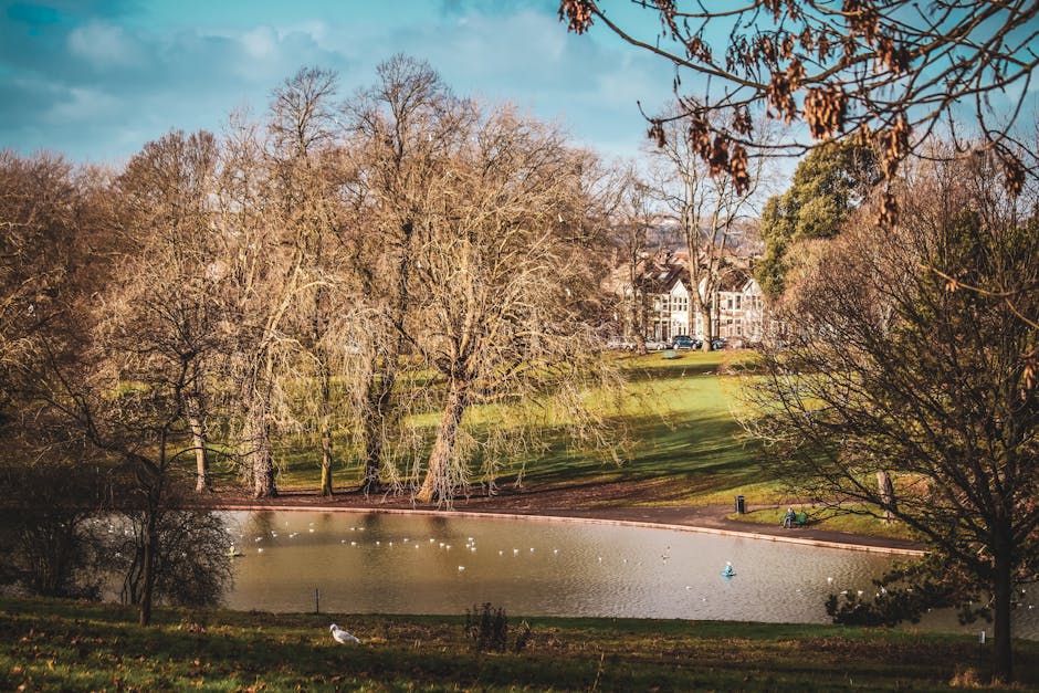 A scenic view of Victoria Park in Bethnal Green showing a small pond with calm water, surrounded by leafless deciduous trees with bare branches, indicating late autumn or winter. The pond contains a f